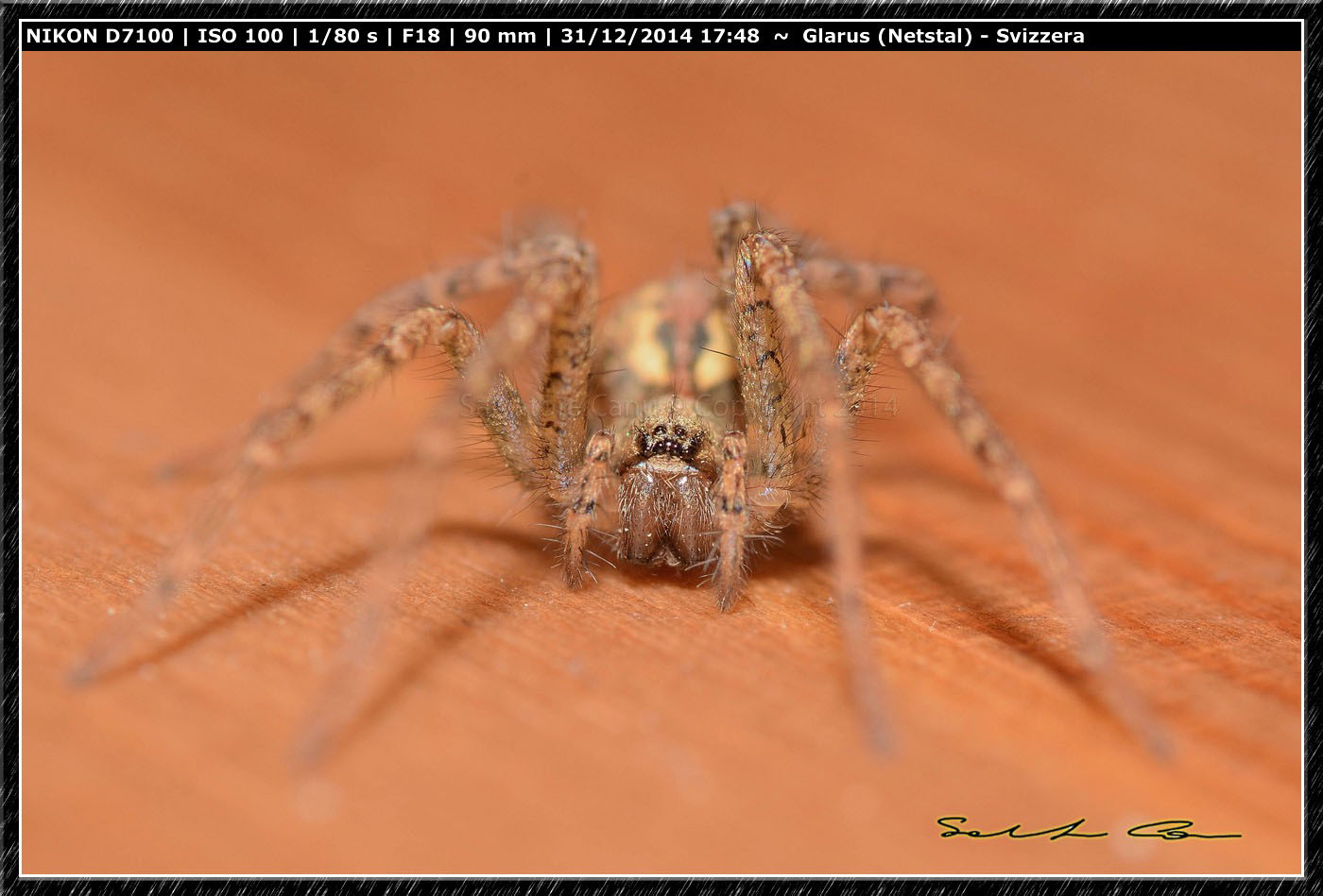 Tegenaria ferruginea - Netstal (Glarus), Svizzera